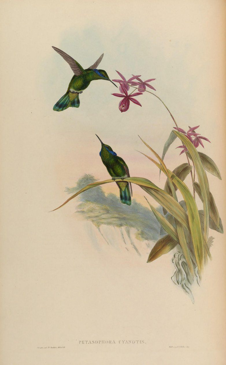 Petasophora cyanotus von John Gould
