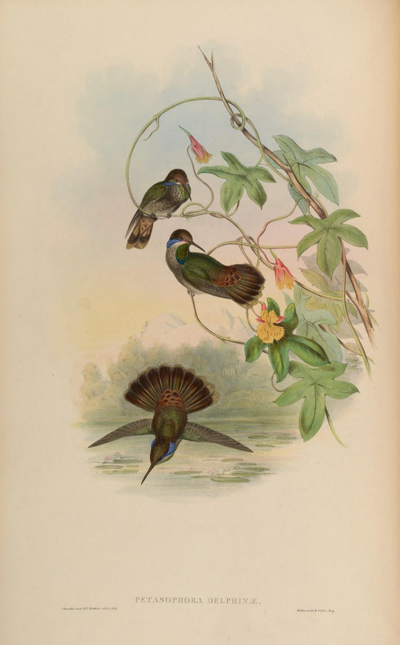 Petasophora delphinae von John Gould