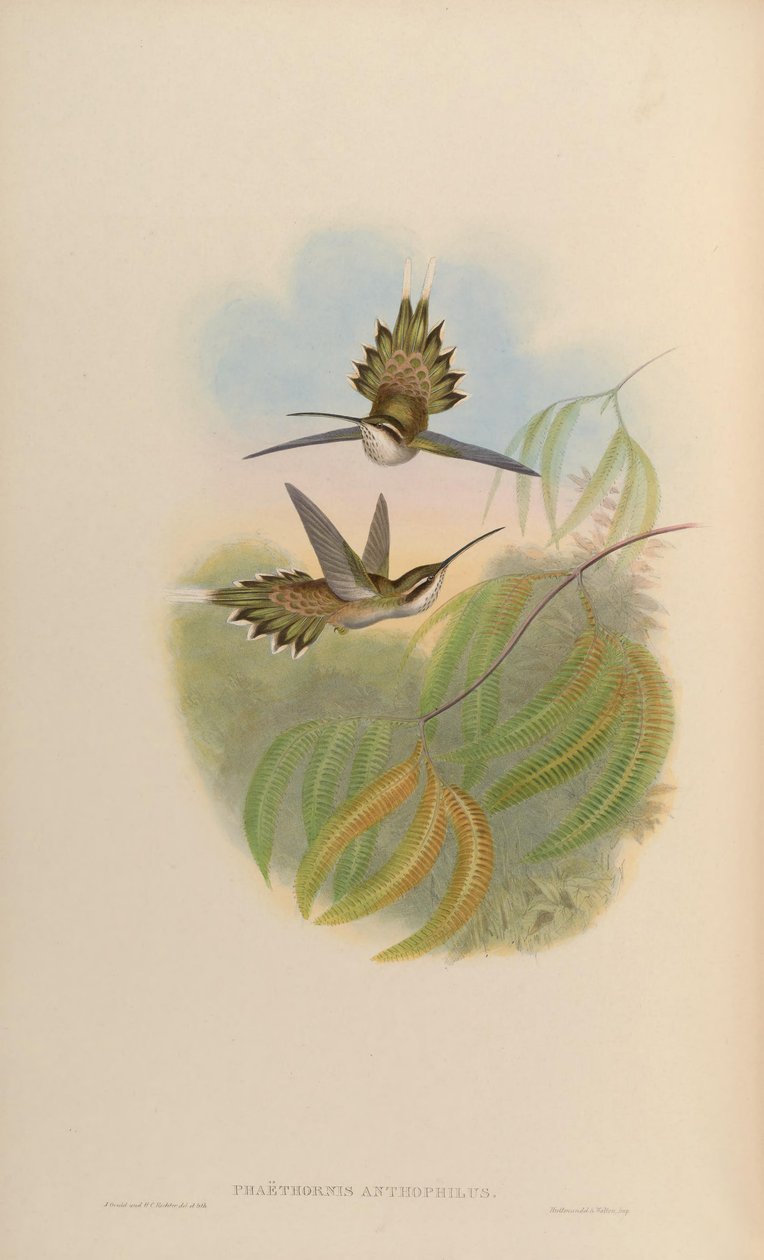 Phaethornis anthophilus von John Gould