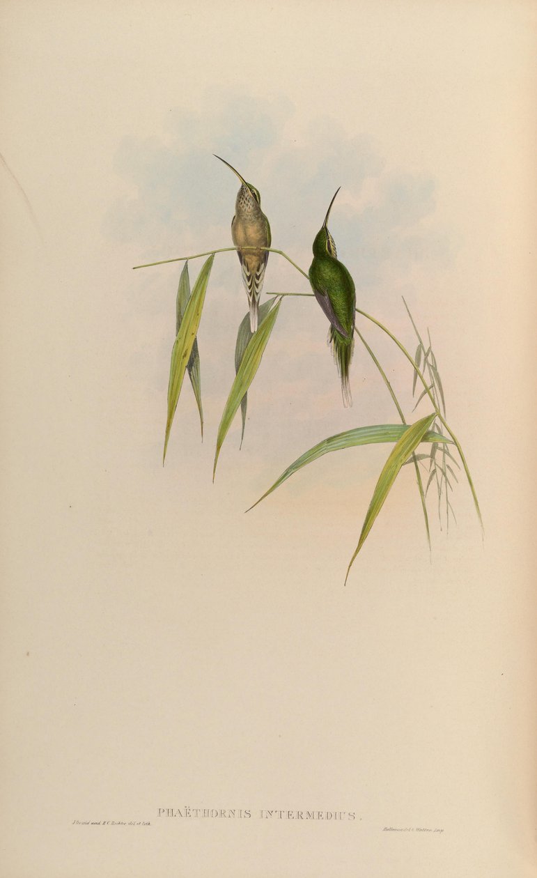 Phaethornis intermedius = Phaethornis squalidus von John Gould