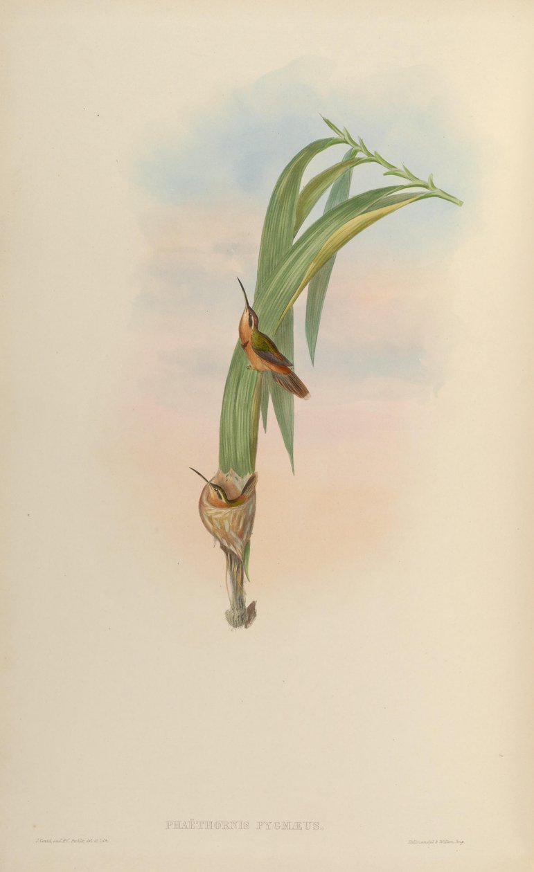 Phaethornis pygmaeus = Phaethornis ruber ruber von John Gould