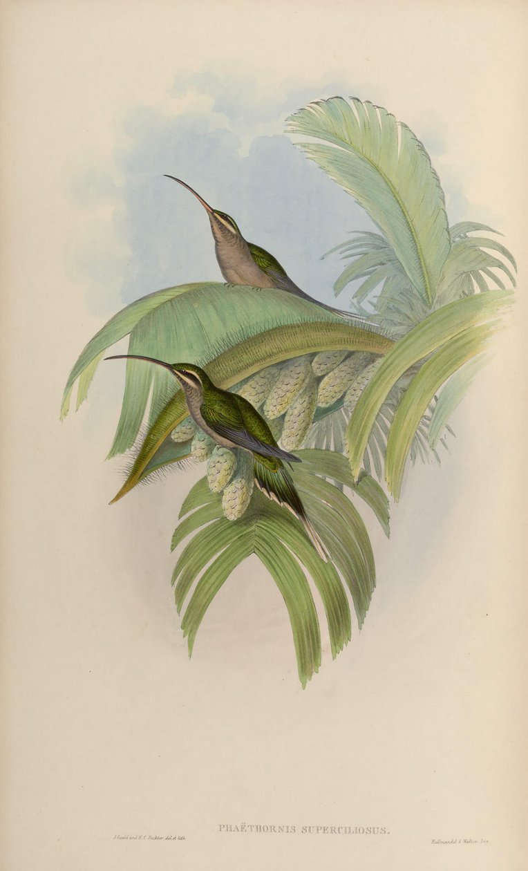 Phaethornis superciliosus von John Gould