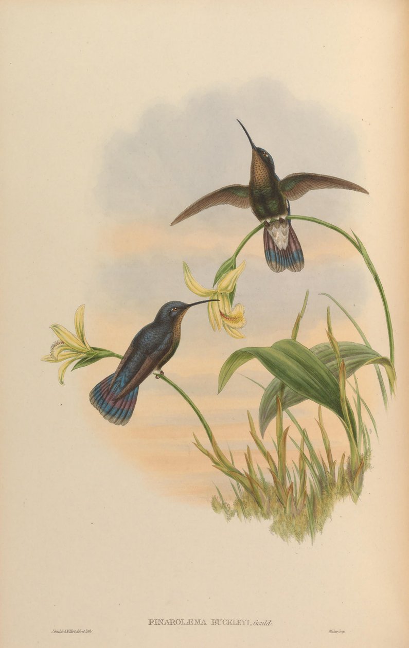 Pinarolaema buckleyi = Colibri coruscans coruscans von John Gould