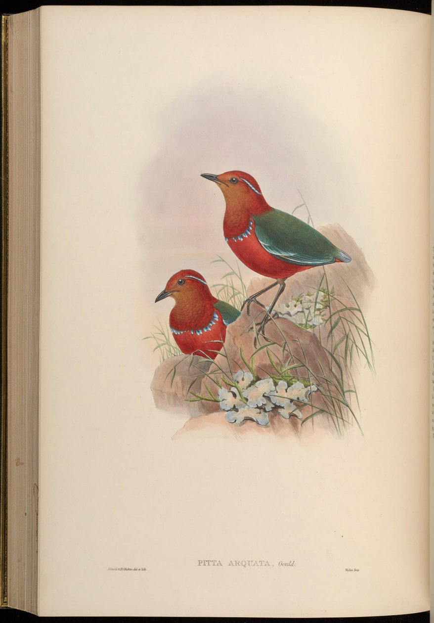 Pitta arquata = Erythropitta arquata von John Gould