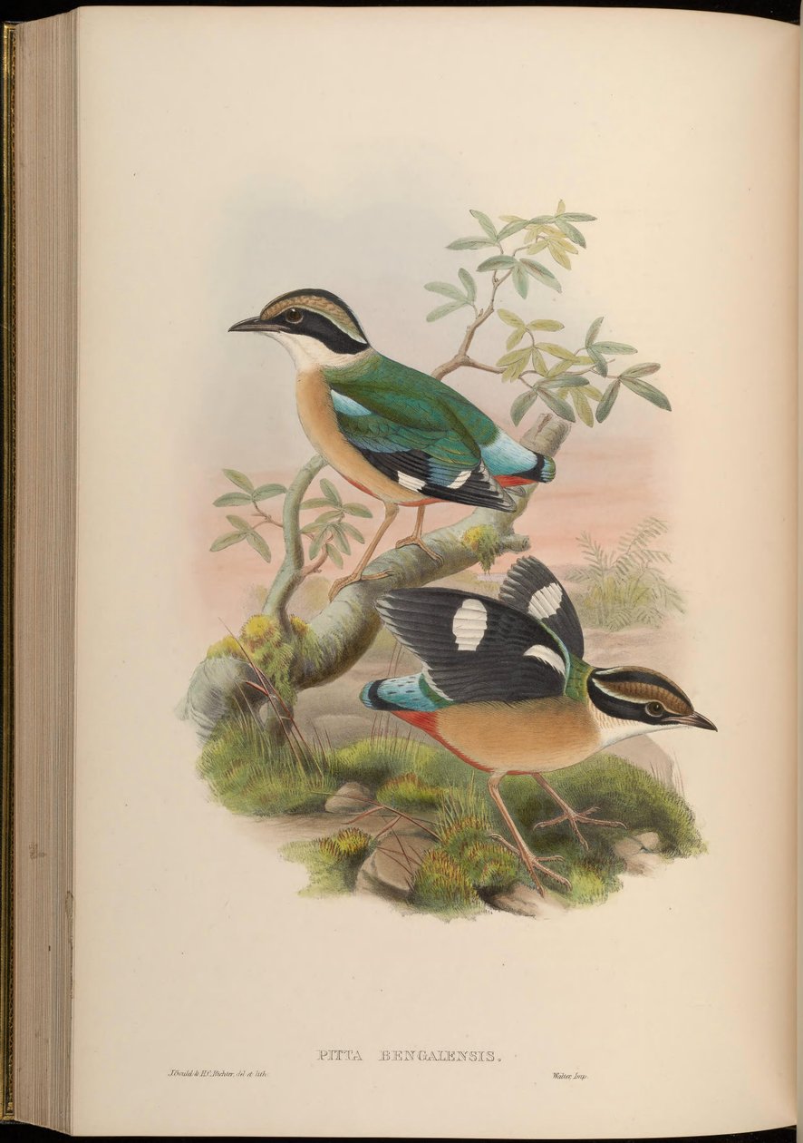 Pitta bengalensis = Pitta brachyura von John Gould