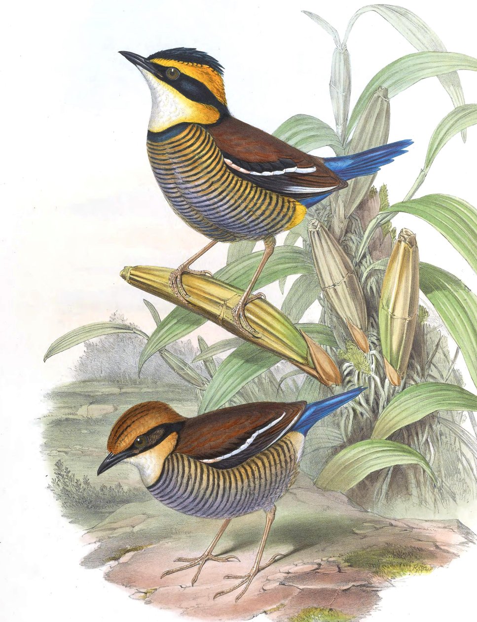 Pitta cyanura = Hydrornis (guajana) guajana von John Gould