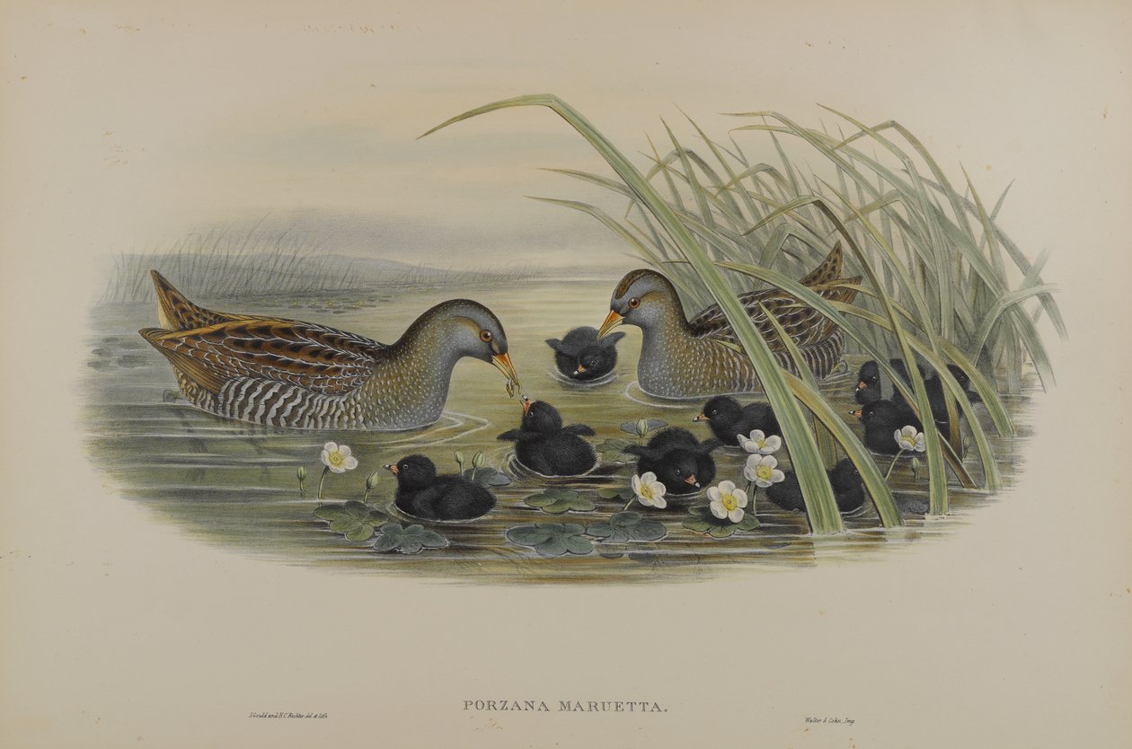 Porzana Maruetta - Tüpfelsumpfhuhn von John Gould