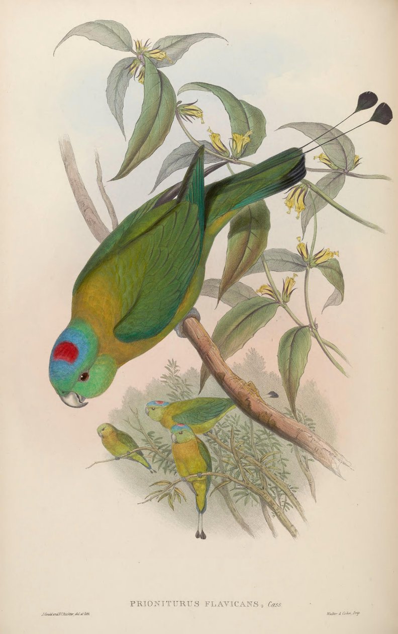 Prioniturus flavicans von John Gould