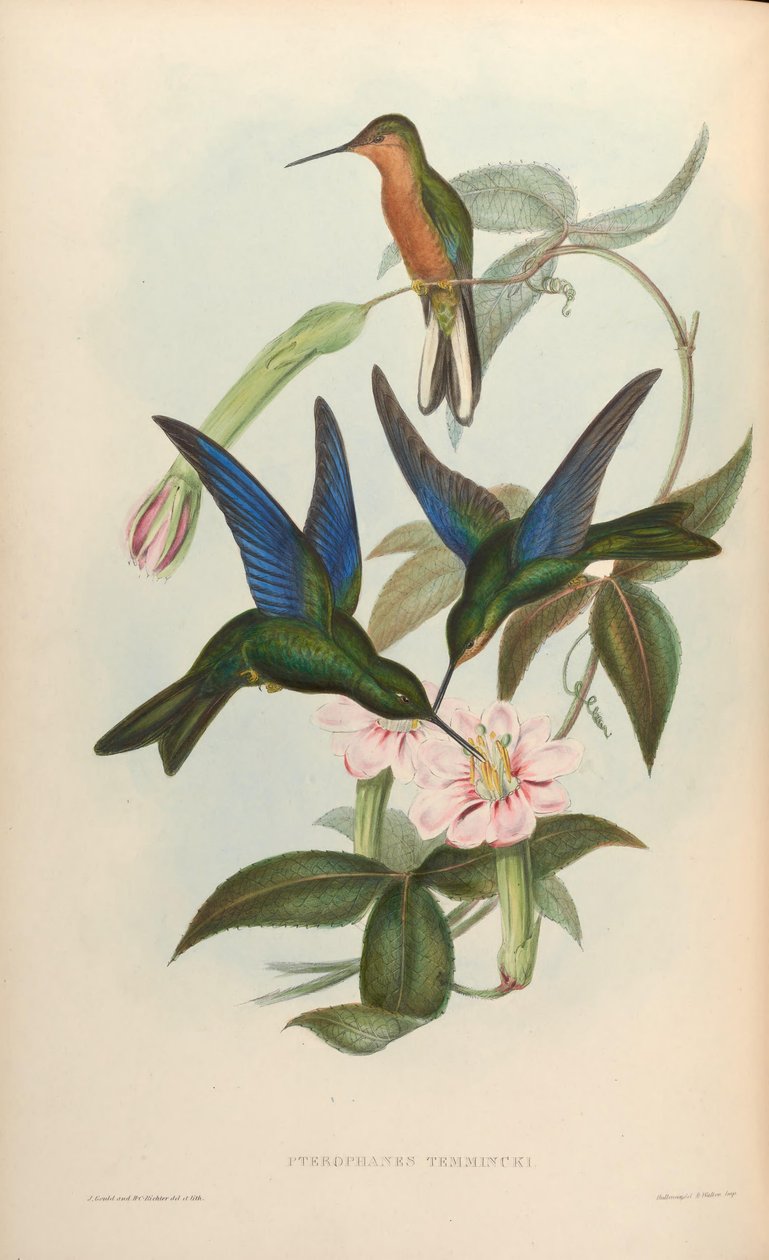 Pterophanes temmincki = Pterophanes cyanopterus von John Gould