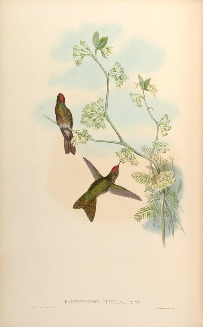 Ramphomicron ruficeps = Chalcostigma ruficeps von John Gould