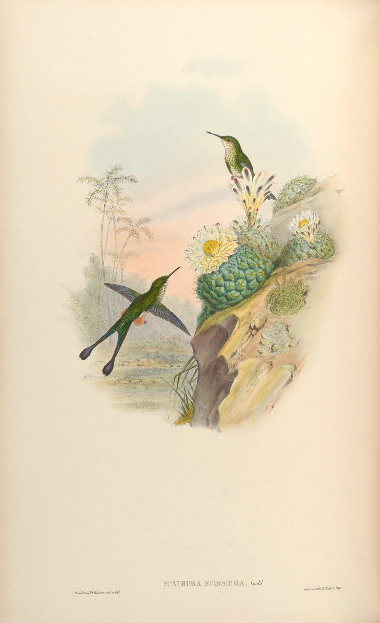 Spathura scissiura = Ocreatus underwoodii peruanus von John Gould