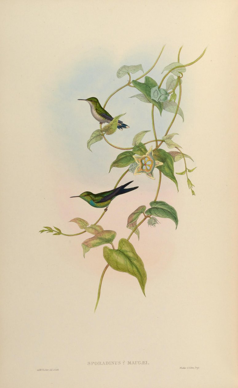 Sporadinus maugaei = Chlorostilbon maugaeus von John Gould
