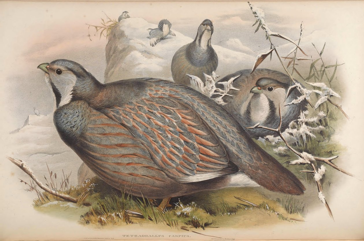 Tetraogallus caspius von John Gould