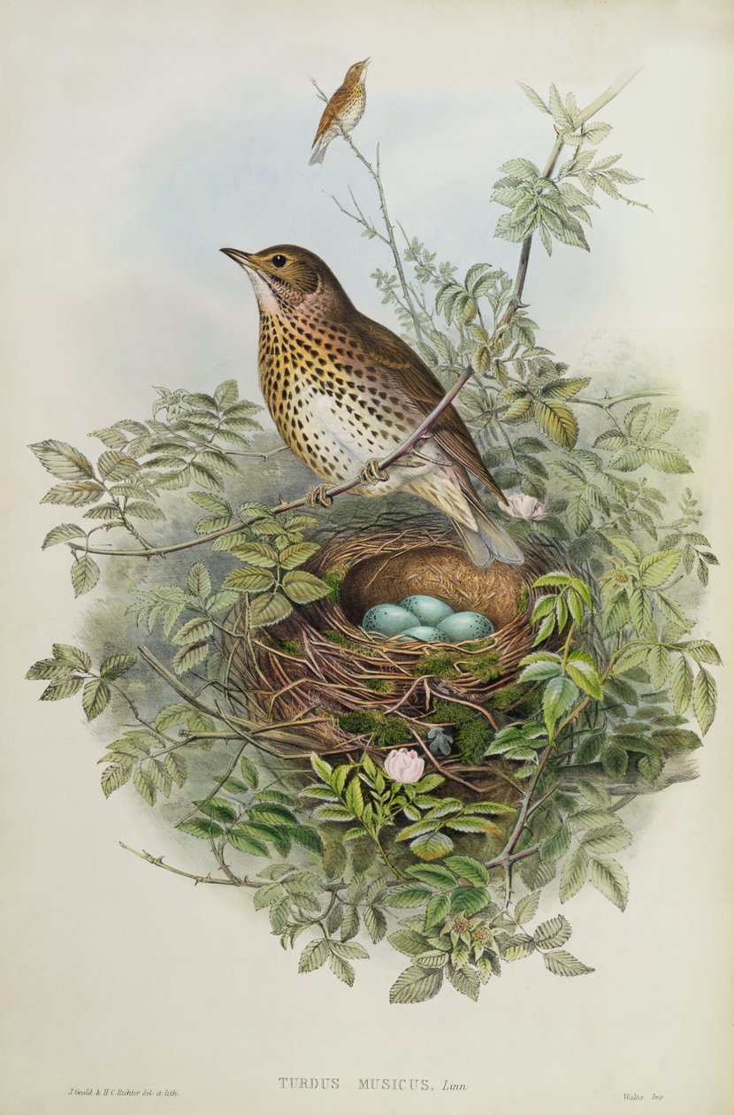Drossel, 1873 von John Gould