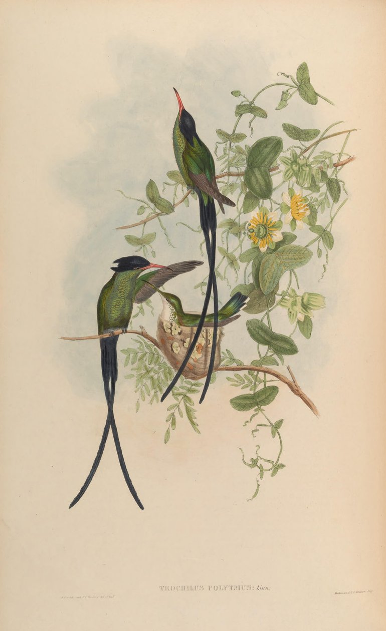 Trochilus polytmus von John Gould