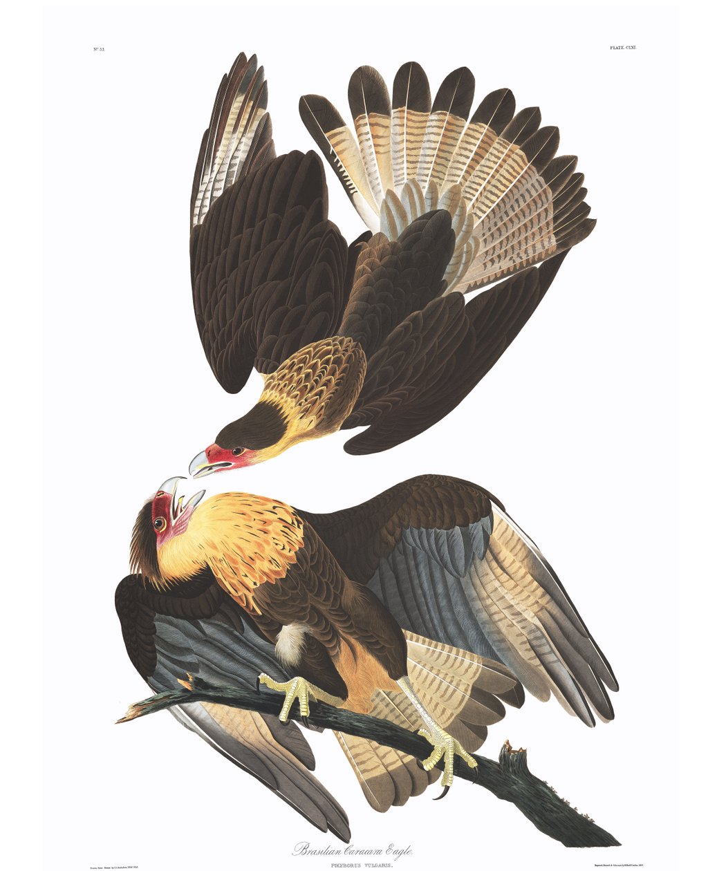 Brasilianischer Karakara-Adler (Polyborus vulgaris) von John James Audubon