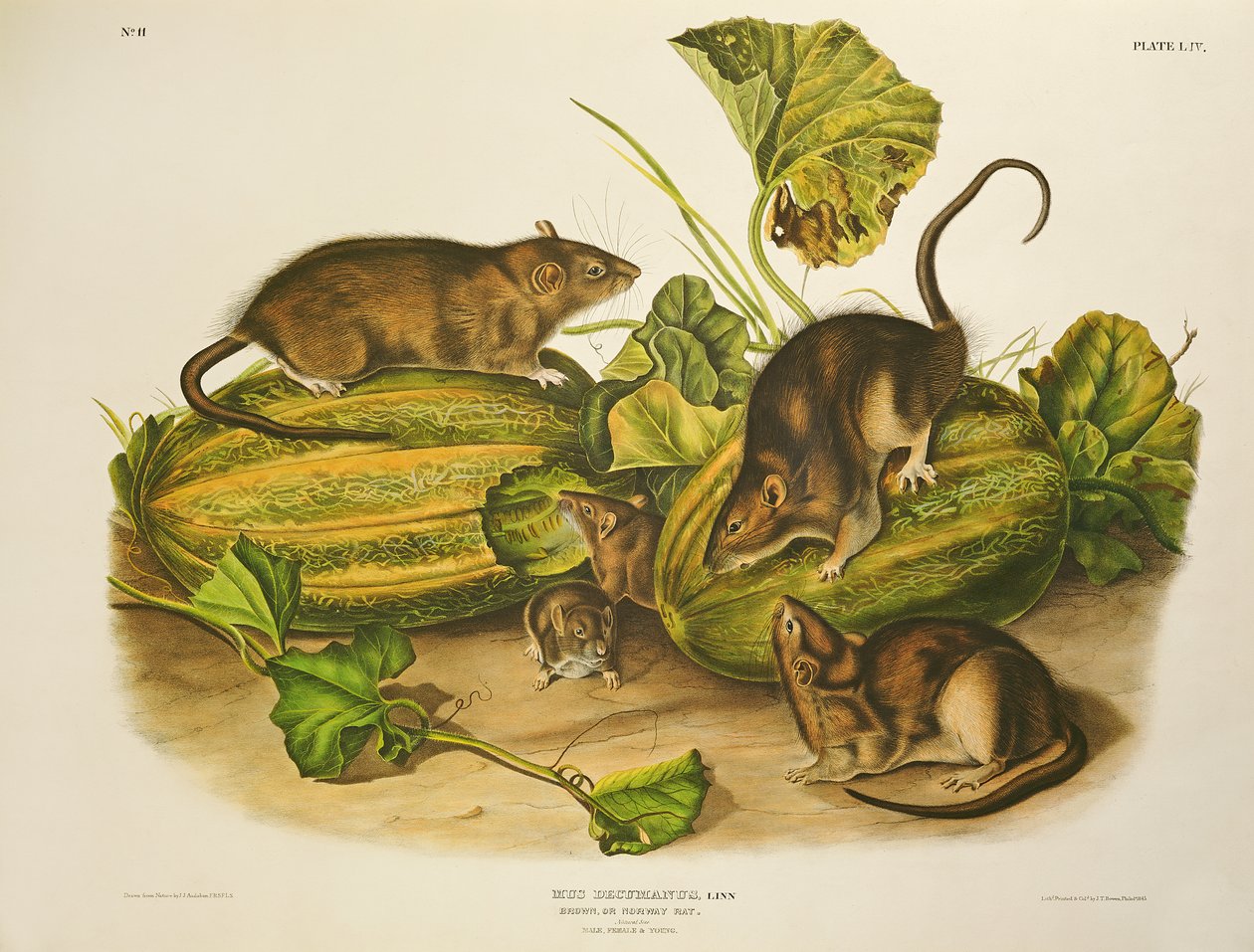 Braune oder Norwegische Ratte, graviert von John T. Bowen, veröffentlicht 1845 von John James Audubon