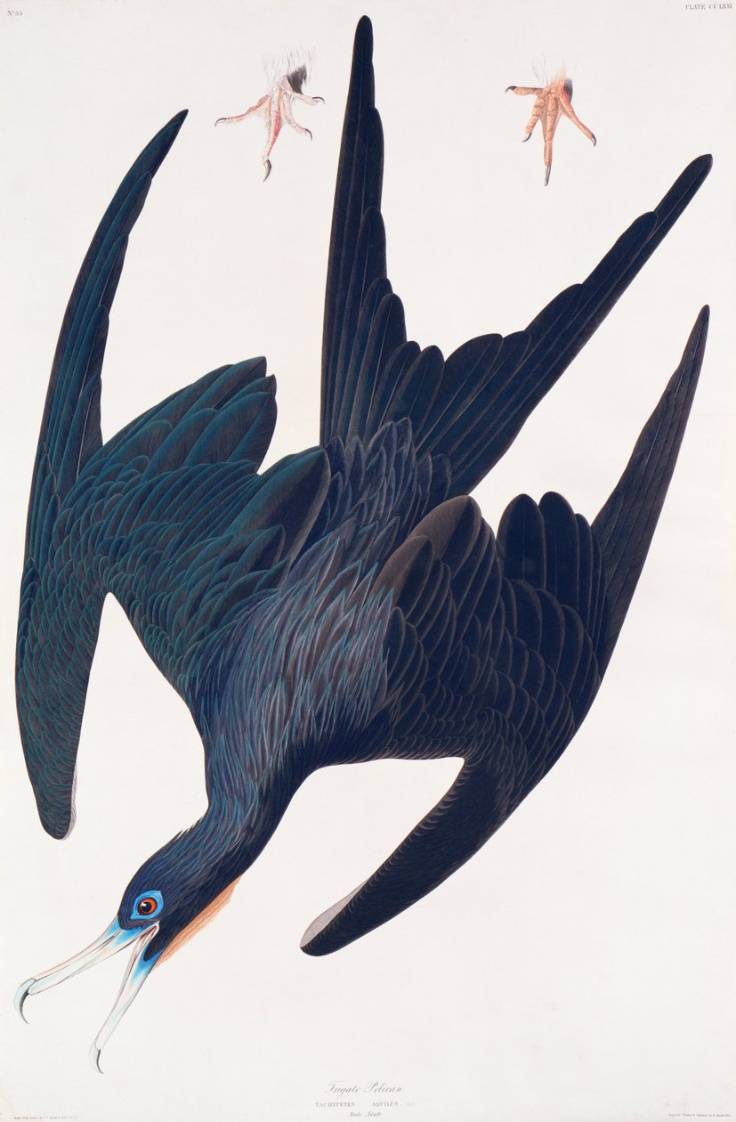 Fregatte Pinguin, Illustration aus Birds of America von John James Audubon