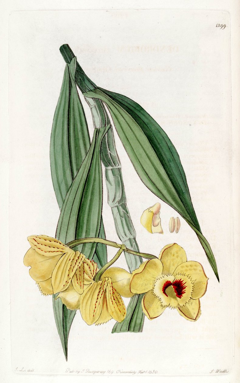 Dendrobium chrysanthum von John Lindley