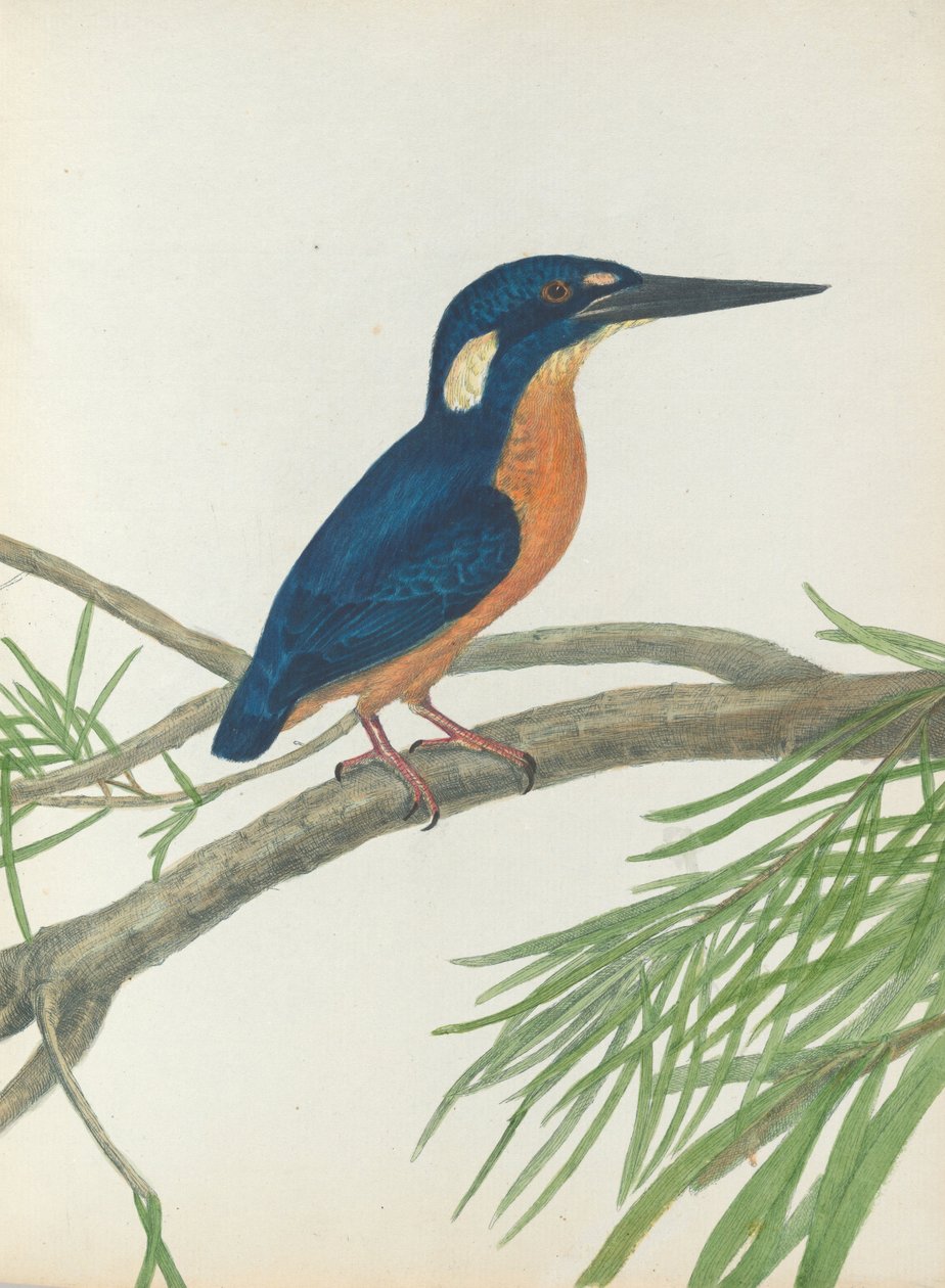 Dreizehen-Eisvogel. Lewin, John. Vögel von New South Wales mit ihrer Naturgeschichte. Sydney: G. Ho... von John William Lewin