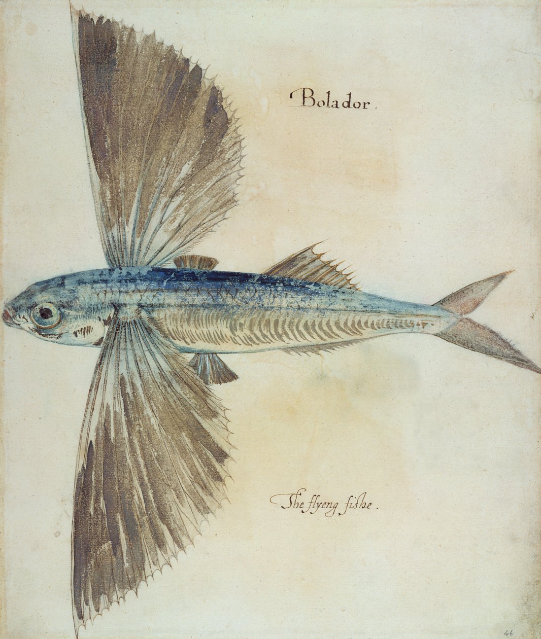 Fliegender Fisch von John White