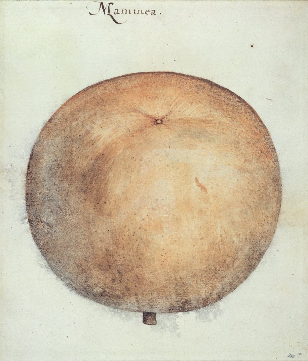 Mammea-Apfel von John White