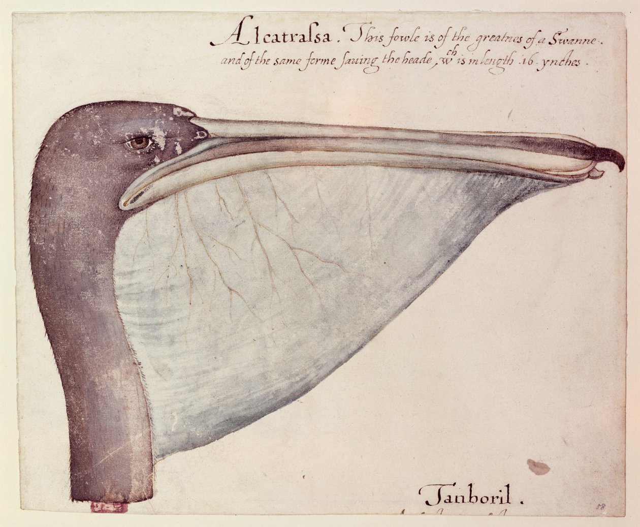 Pelikan, ca. 1590 von John White