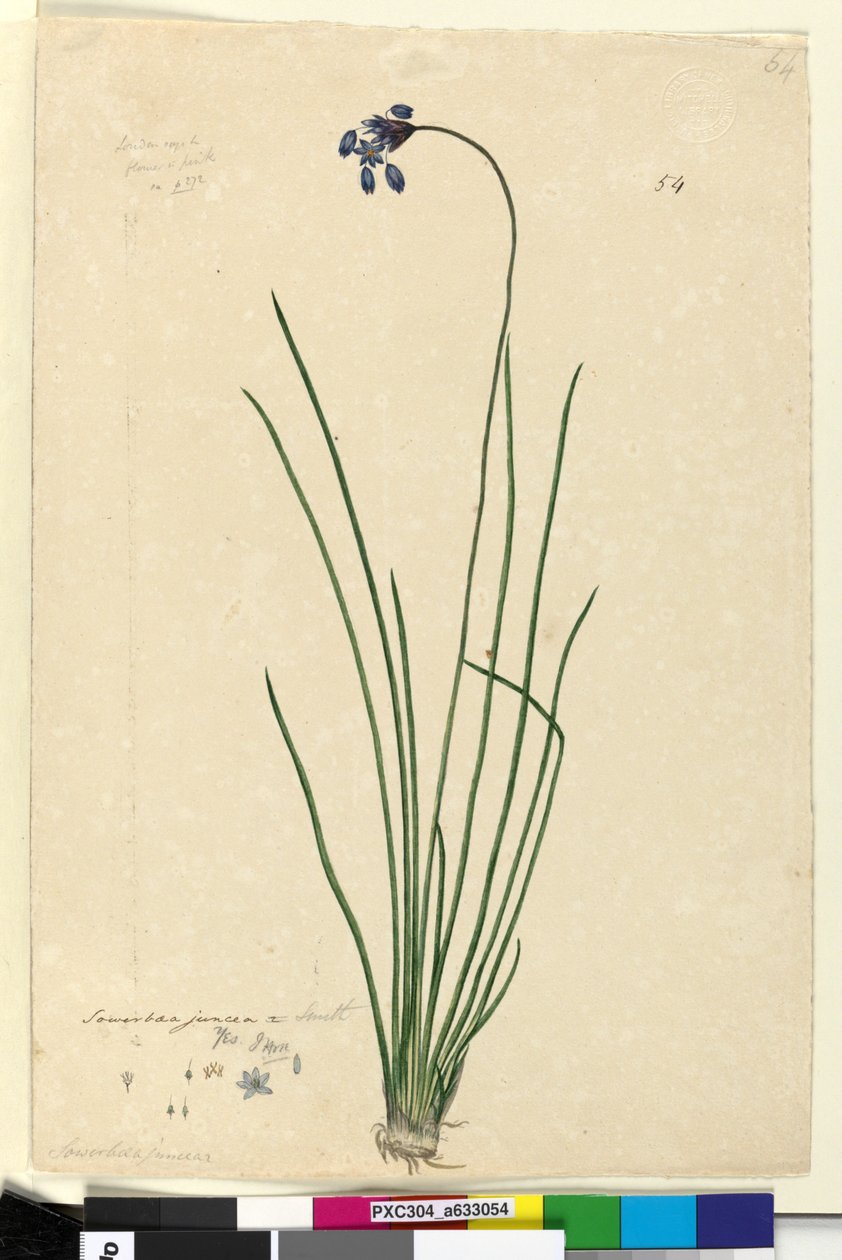 Seite 54. Sowerbaea juncea von John William Lewin
