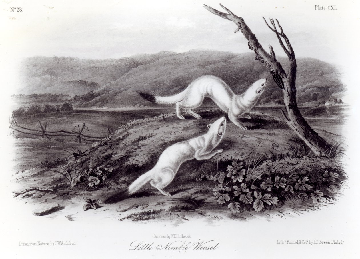 Kleines flinkes Wiesel von John Woodhouse Audubon