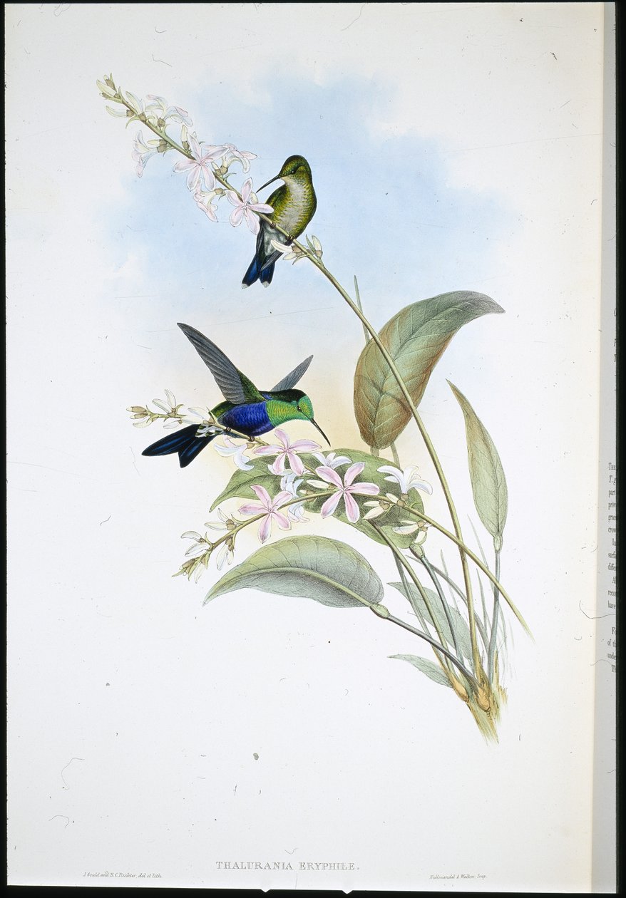 Brasilianischer Panoplites (Thalurania Eryphile) von John (after) Gould
