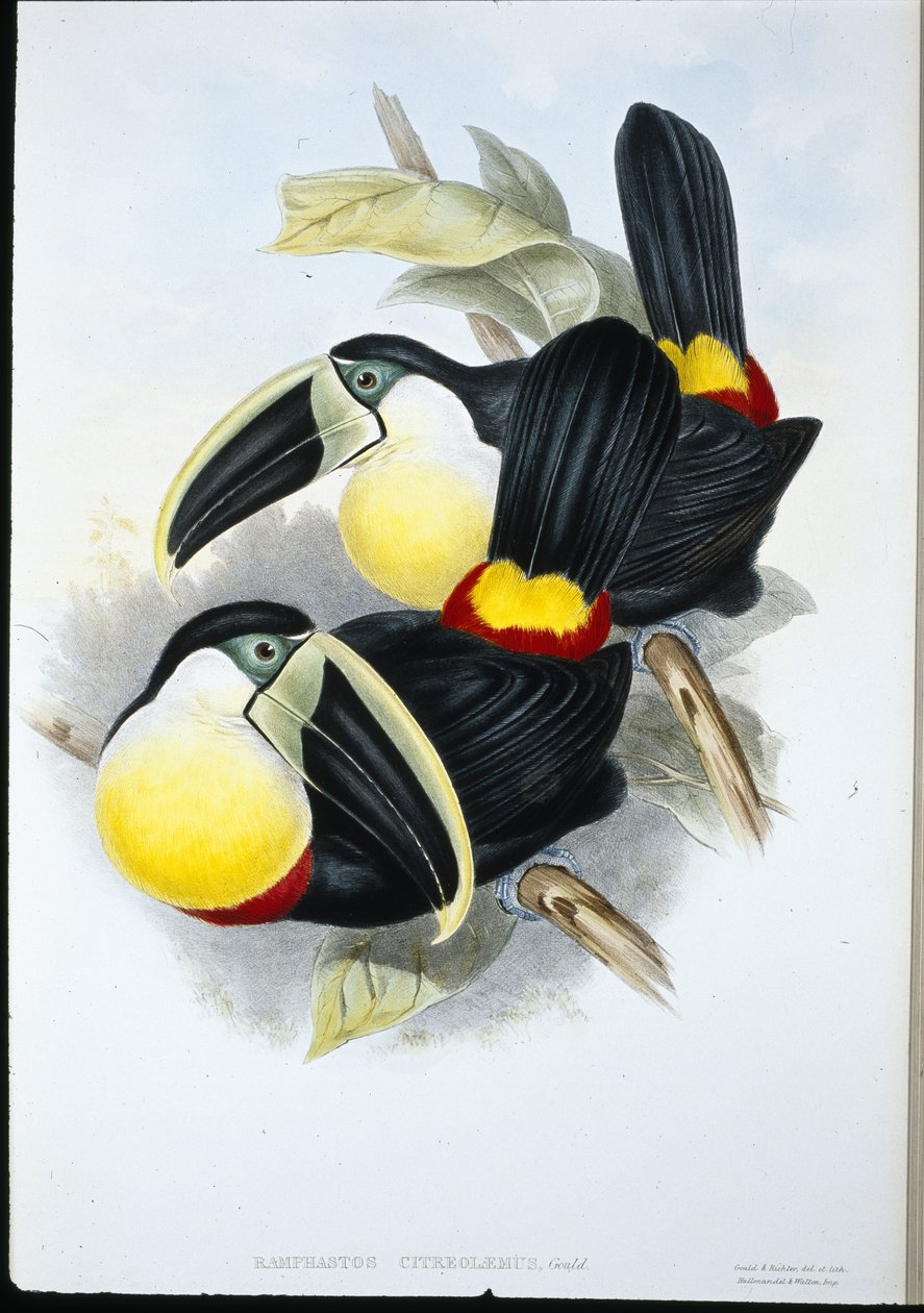 Zitronenbrust-Tukan (Ramphastos Citreolaemus) von John (after) Gould