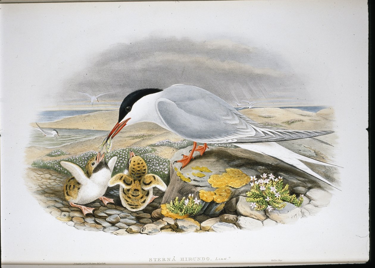 Flussseeschwalbe von John (after) Gould