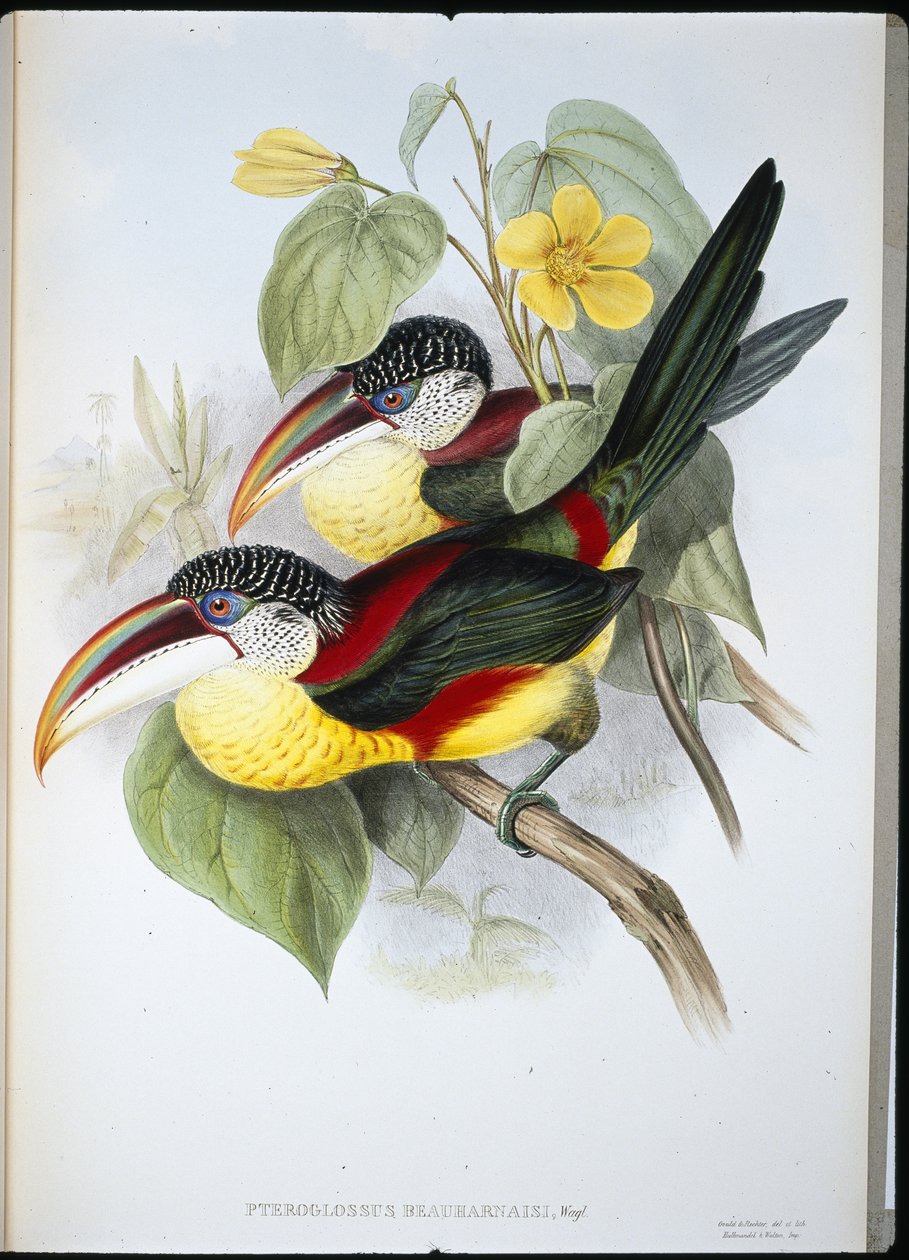 Lockenkamm-Aracari (Pteroglossus Beauharnaisi) von John (after) Gould