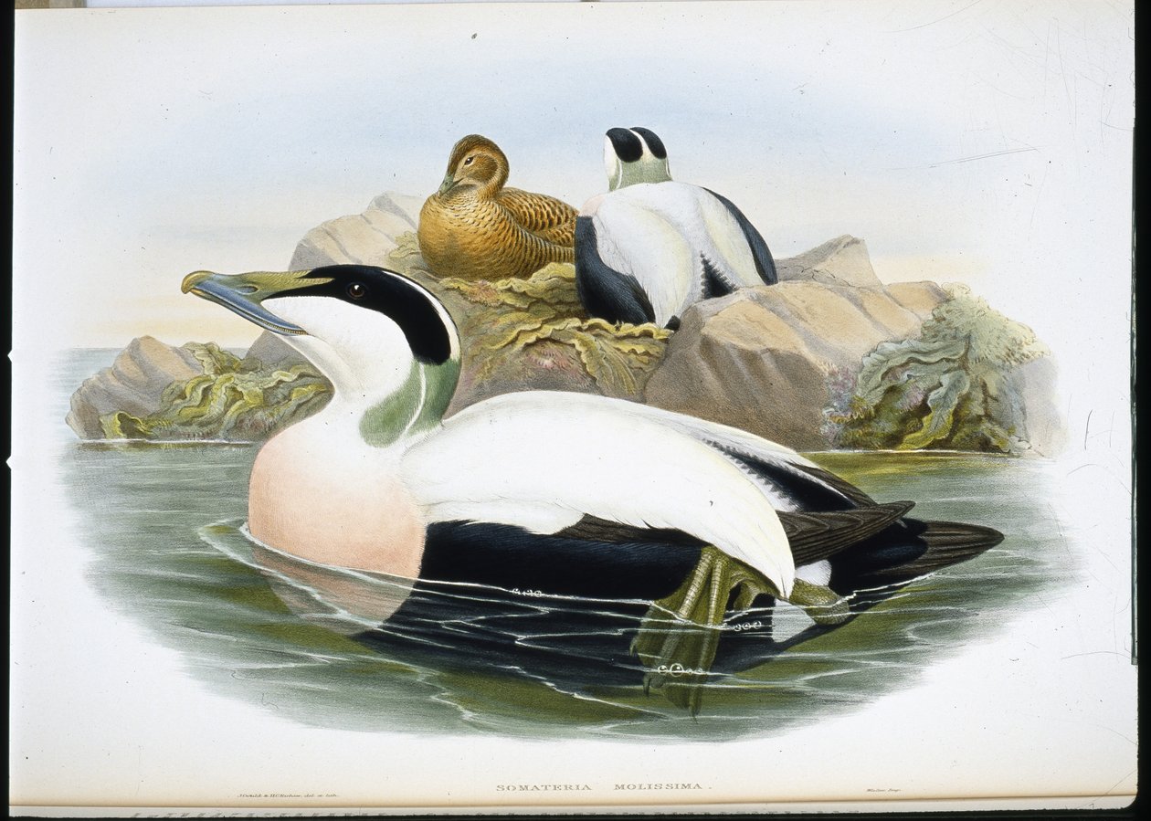Eiderente von John (after) Gould