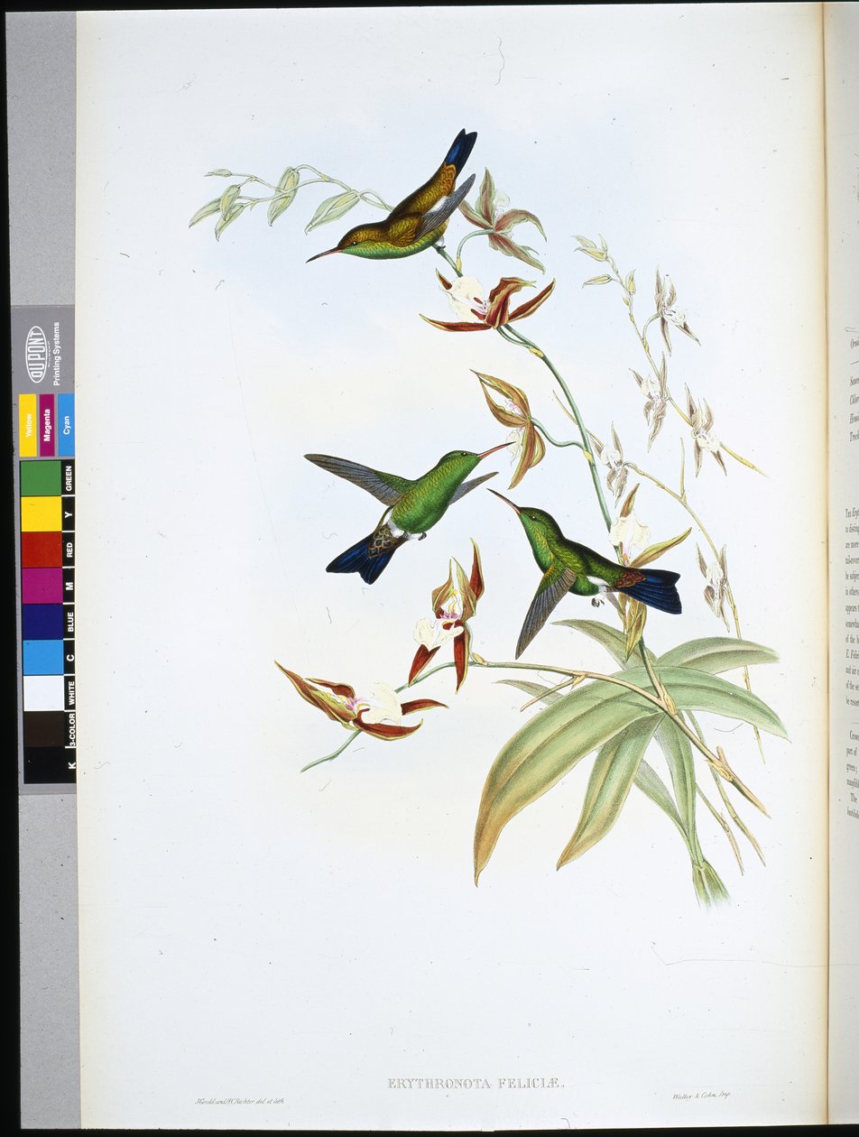 Felicias Erythronote (Erythronota Feliciae) von John (after) Gould