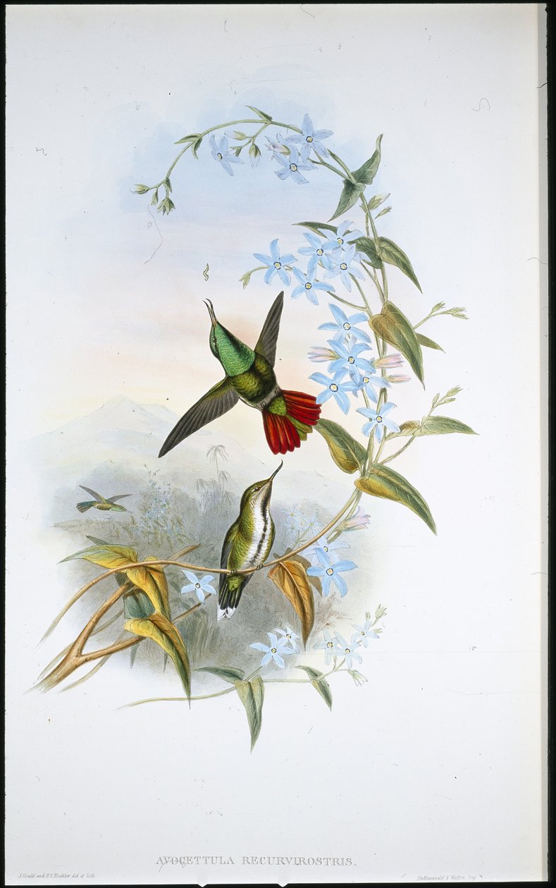 Feuerschwanz-Avocet von John (after) Gould