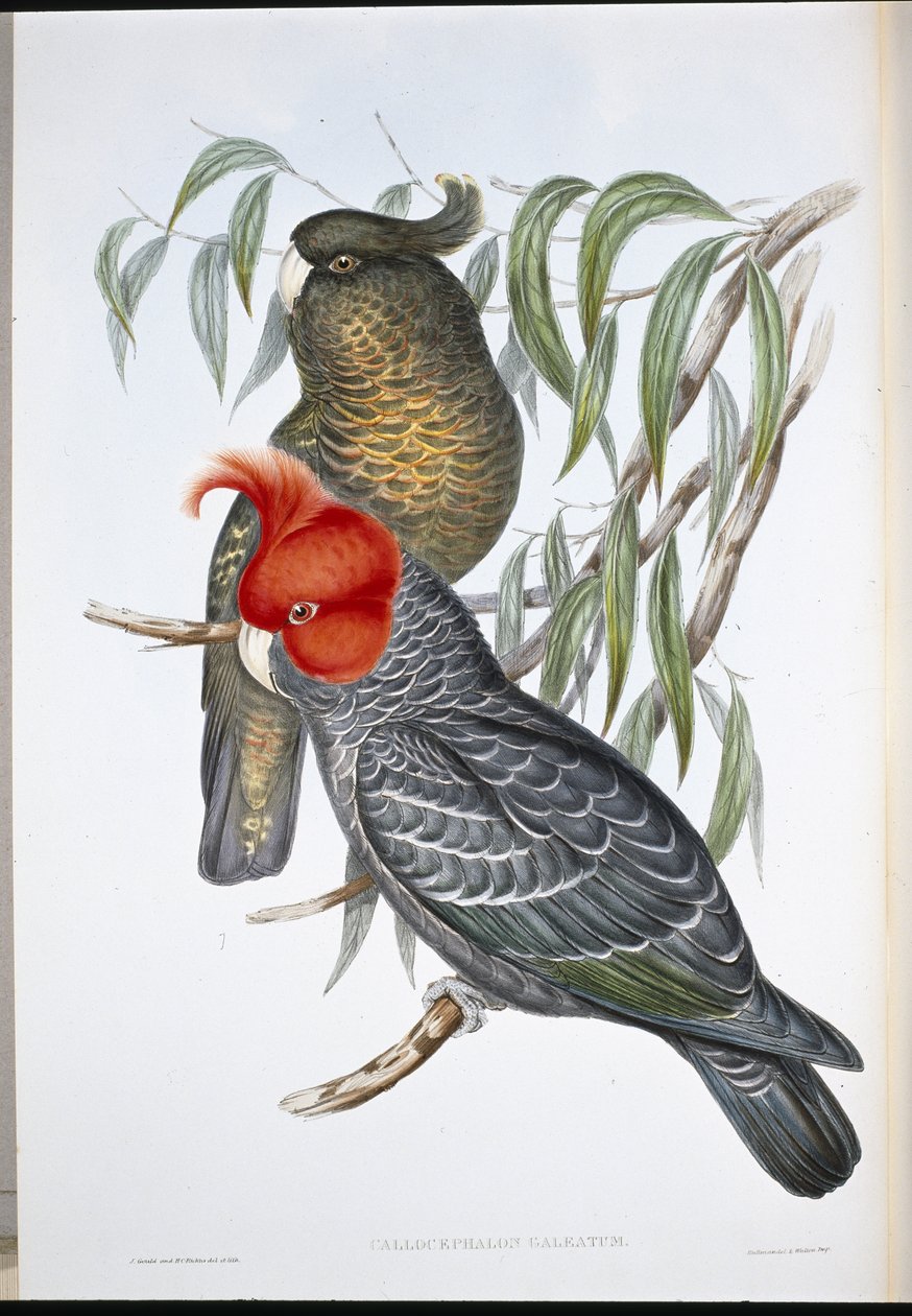 Gang-gang-Kakadu von John (after) Gould