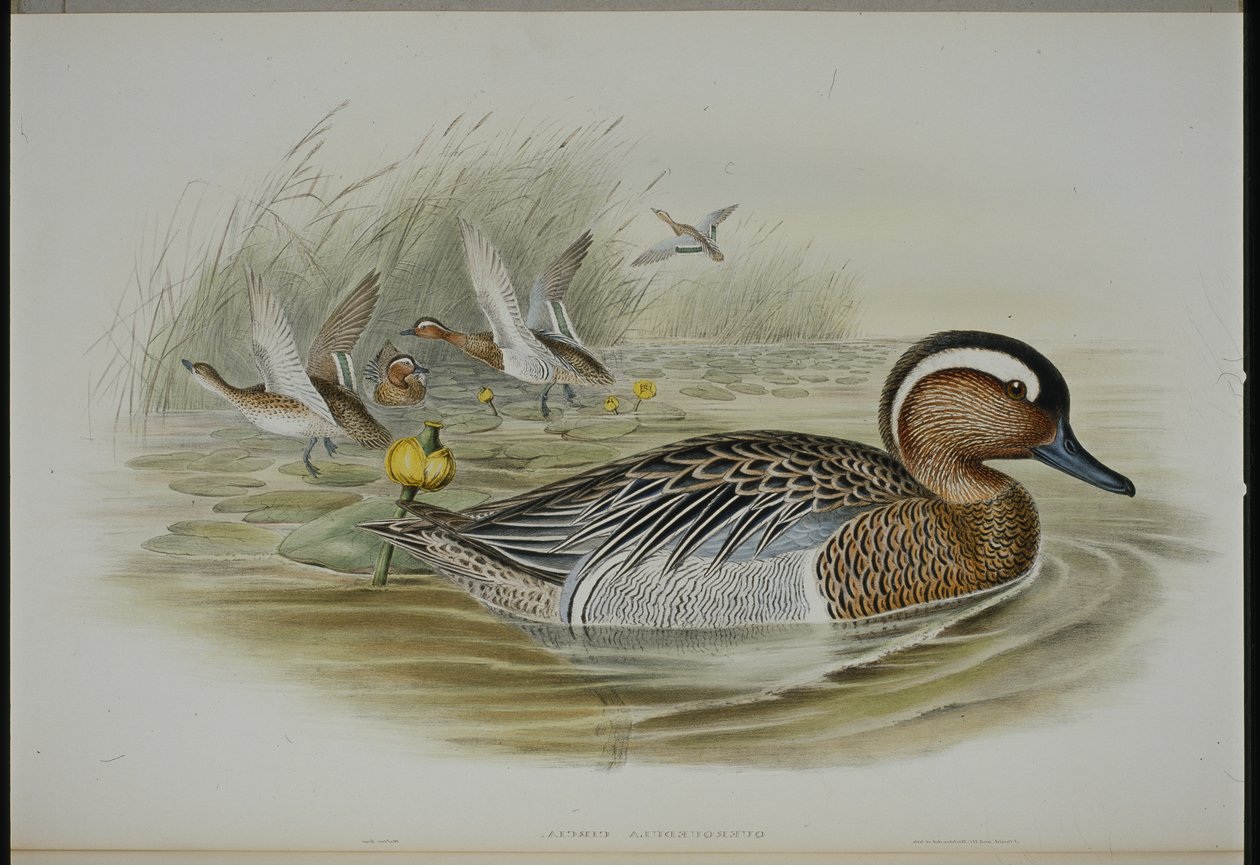 Knäkente von John (after) Gould