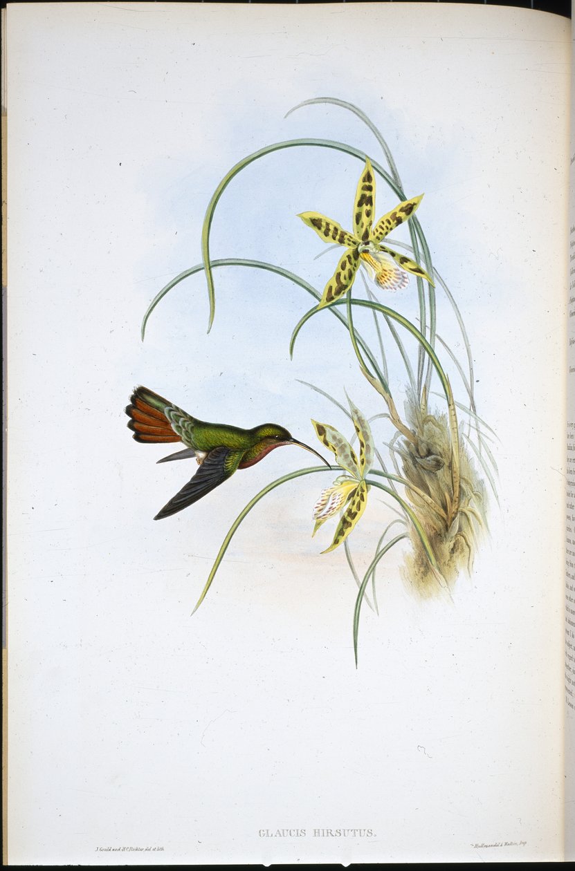 Haariger Hermelin von John (after) Gould