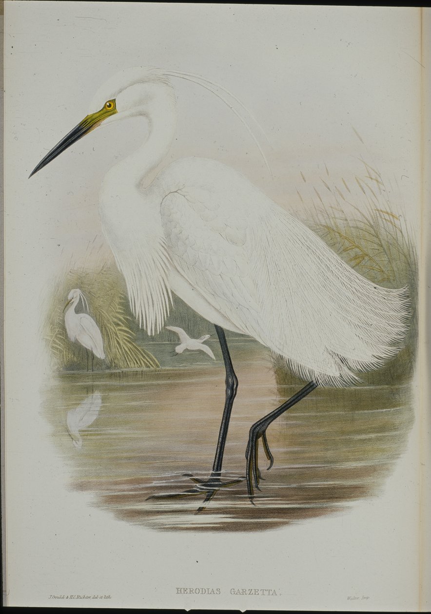 Kleiner Reiher (Egretta Garzetta) von John (after) Gould