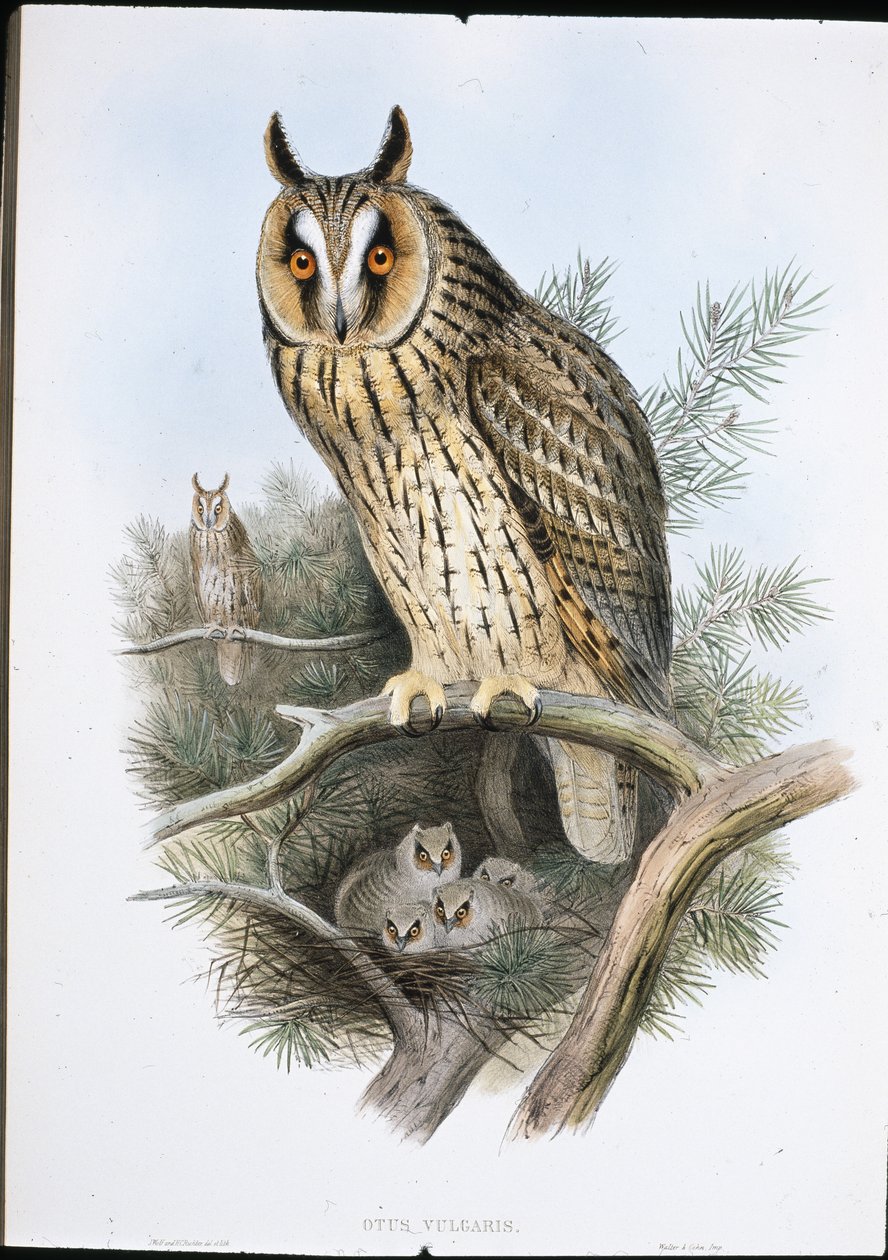 Waldohreule (Otus Vulgaris) von John (after) Gould