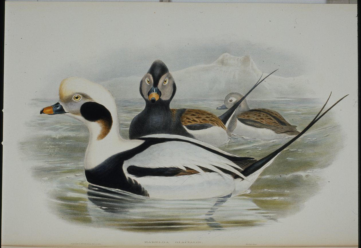Eisente von John (after) Gould