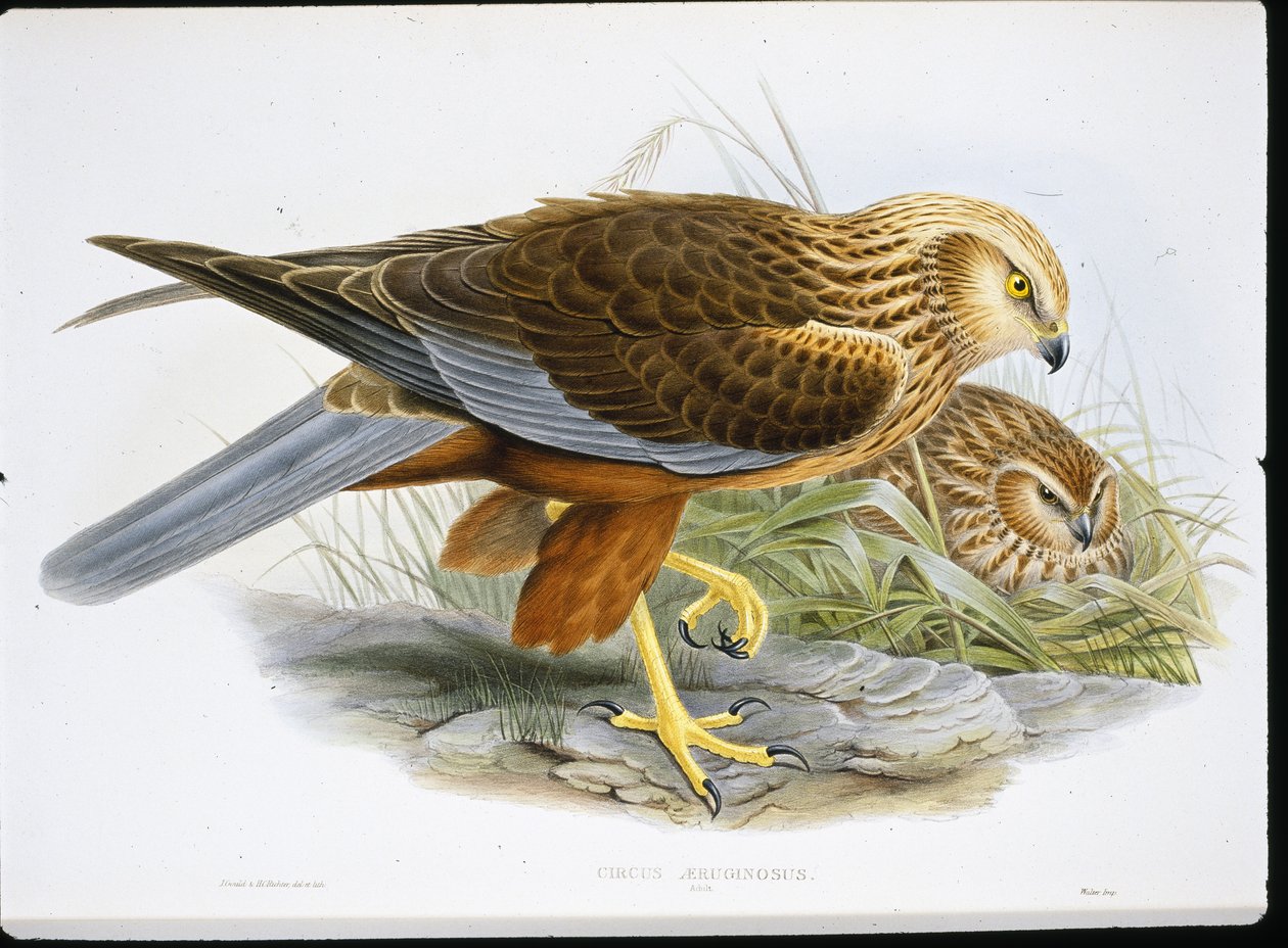 Rohrweihe (Circus Aeruginosus) von John (after) Gould