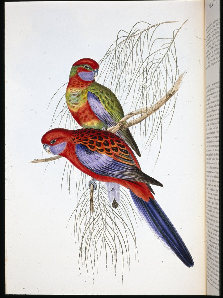 Platycercus Pennantii von John (after) Gould