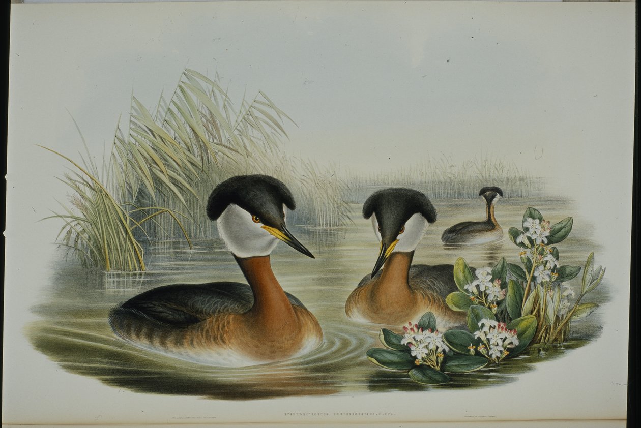 Rothalstaucher (Podiceps Rubricollis) von John (after) Gould