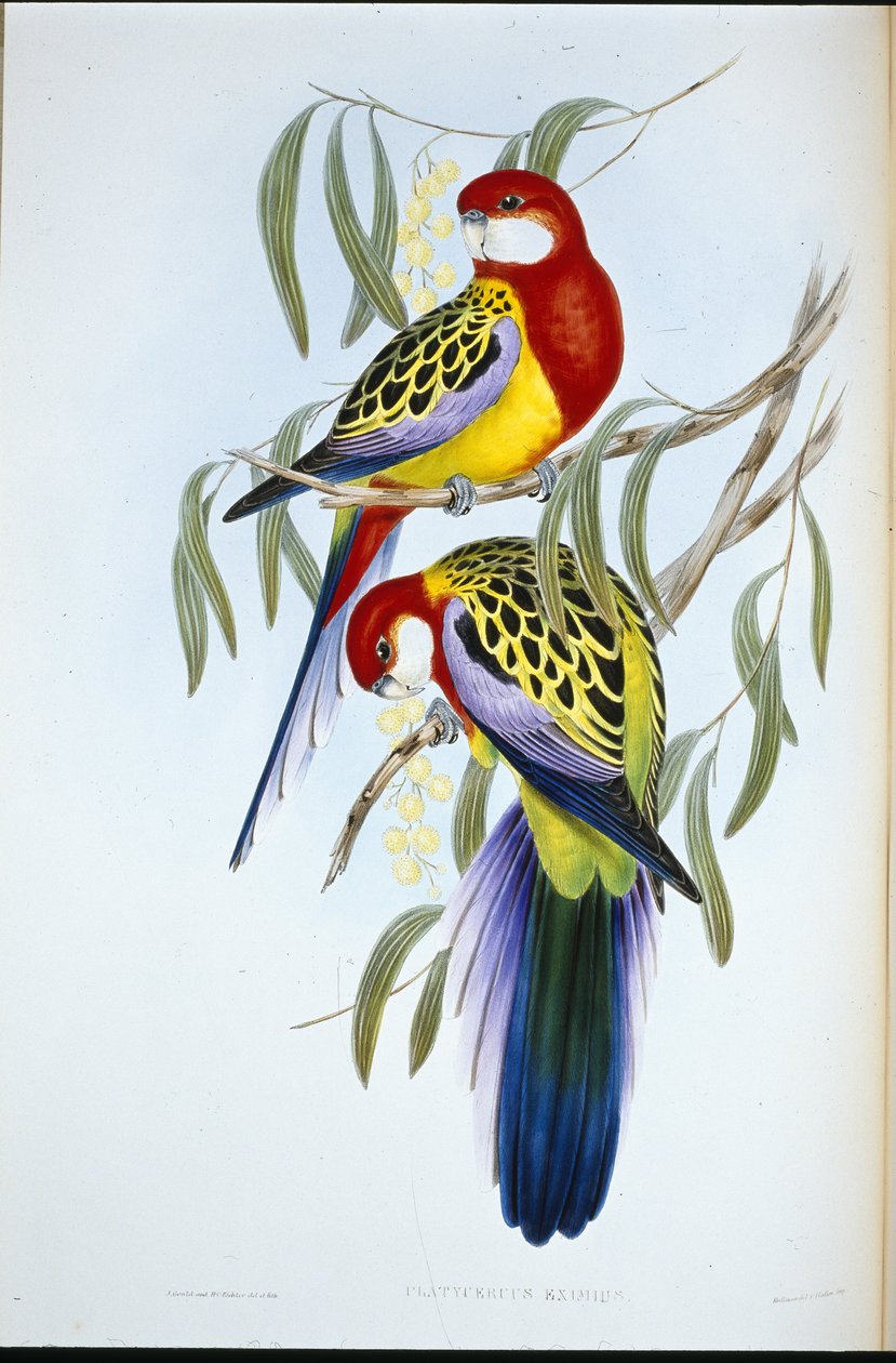 Rosenkopfsittich von John (after) Gould