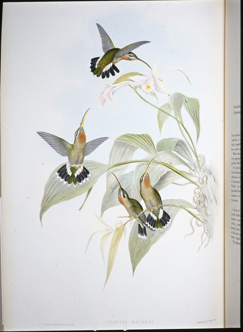 Ruckers Einsiedler (Glaucis Ruckeri) von John (after) Gould