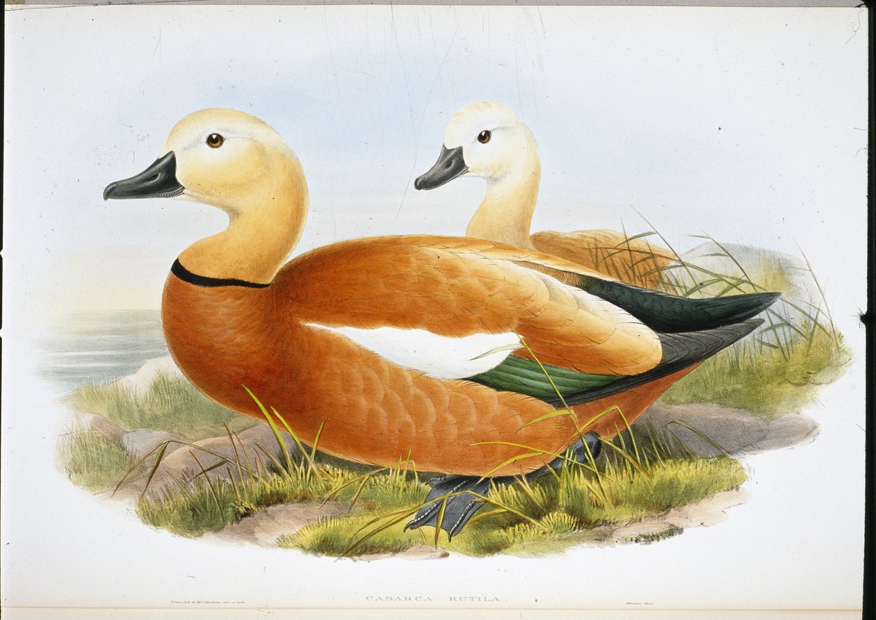 Rostgans (Casaraca Rutila) von John (after) Gould