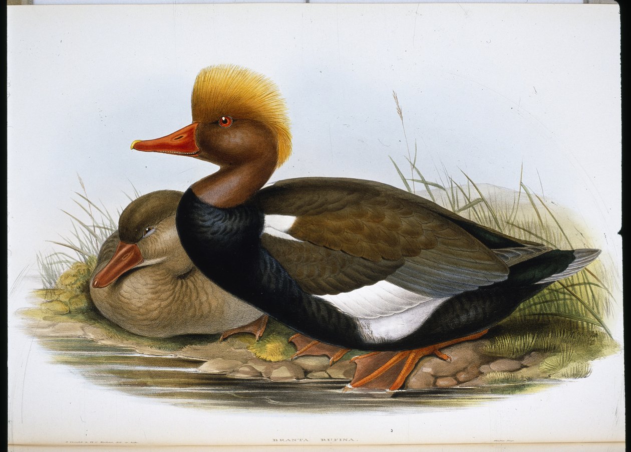 Löffelente von John (after) Gould