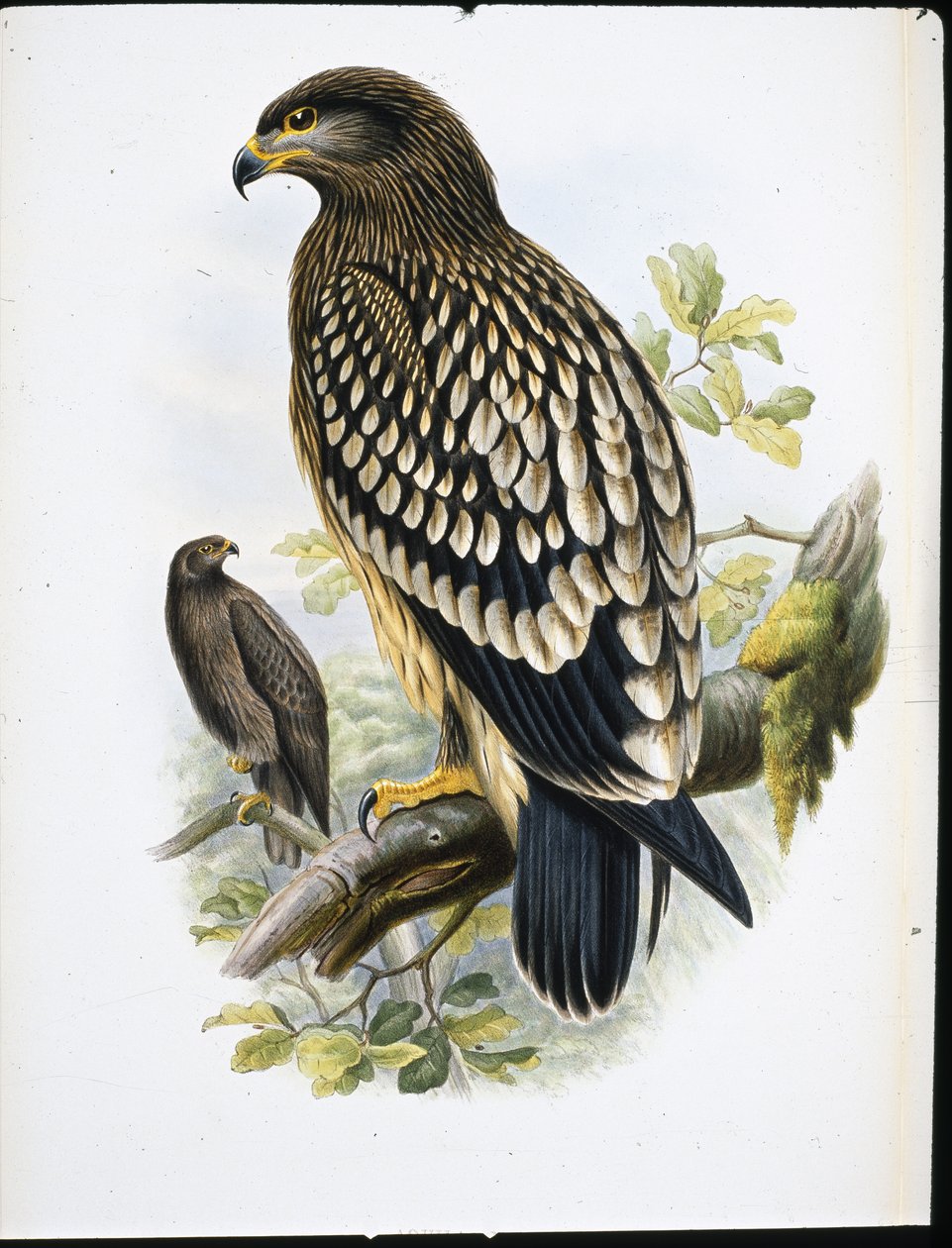 Schreiadler (Aquila Naevia) von John (after) Gould